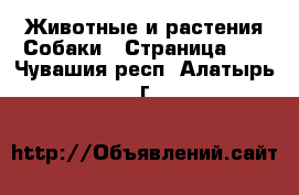 Животные и растения Собаки - Страница 10 . Чувашия респ.,Алатырь г.